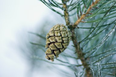 Pine cone clipart