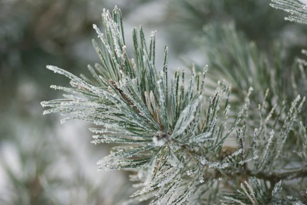 Frosted pine tree — Stock Photo, Image