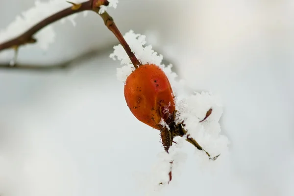 霜冻浆果 — 图库照片
