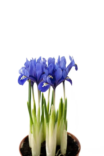 Blå iris — Stockfoto