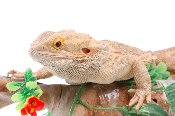 stock image Australian dragon lizard