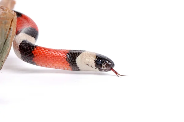 アリゾナ山キングヘビ属 ロイヤリティフリーのストック画像
