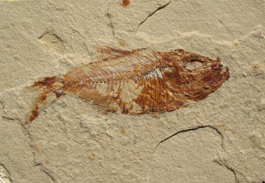 Fish Fossil 1 clipart
