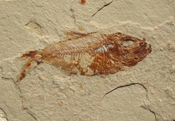 Fóssil de peixe 1 — Fotografia de Stock