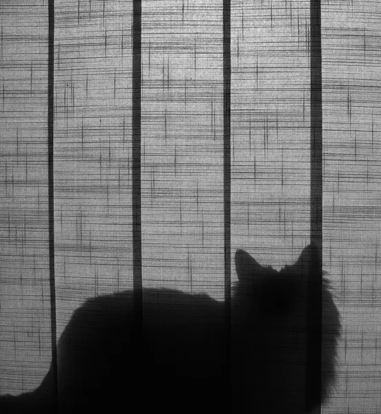 Silhueta de gato — Fotografia de Stock