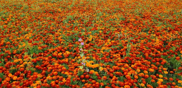 Rode bloemenveld — Stockfoto