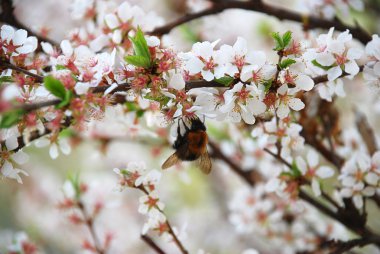 Spring flowering cherry with honey bees clipart