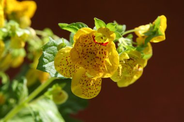 Calceolaria clipart