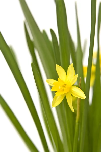 Daffodiles — Stock Photo, Image