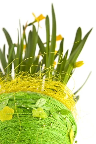 Daffodiles — Zdjęcie stockowe