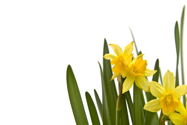 Daffodiles — Stockfoto