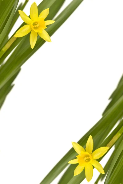Daffodiles — Stock Fotó