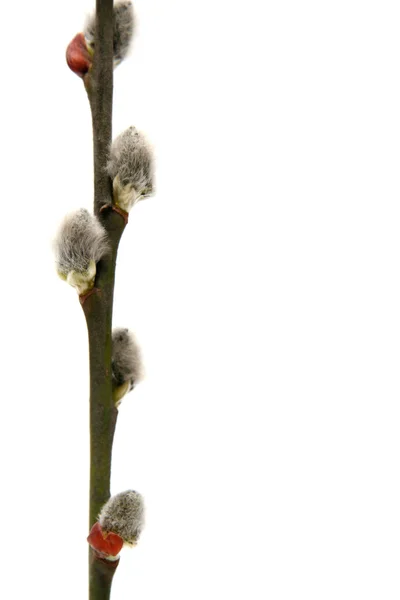 尾状花序 — ストック写真