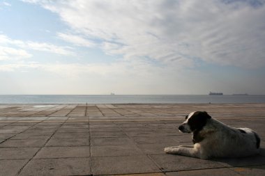 köpek ve dock