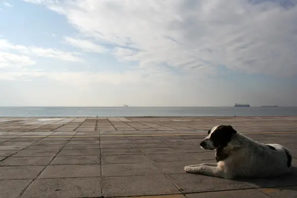 stock image Dog and the dock