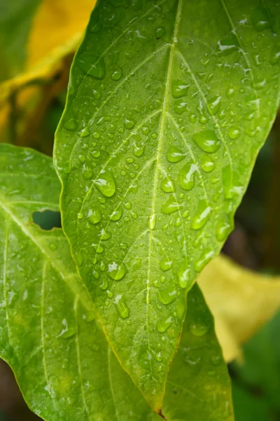 stock image Green and Yellow Leaves in the Rain