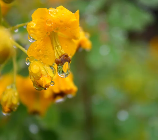 Cassias Closeup na chuva — Fotografia de Stock