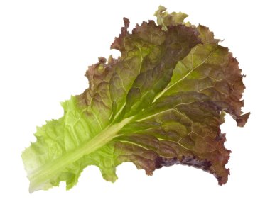 Red and green leaf of lettuce clipart