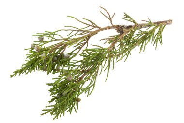 Twig of juniper with old berries clipart