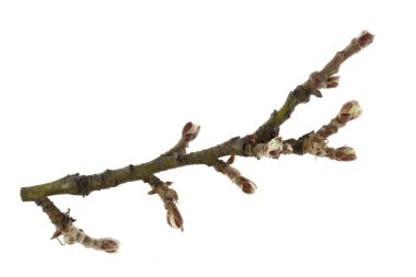 Twig of apple tree with buds clipart