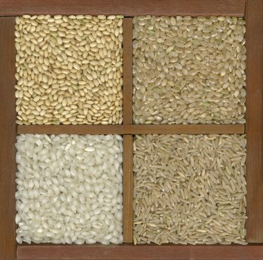 Four rice grains in a box with dividers clipart