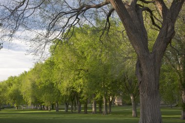 Alley of old elm trees in spring clipart