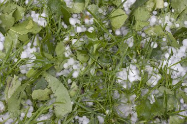 Pea size hailstones on grass clipart