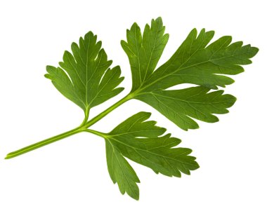 Parsley green leaf clipart