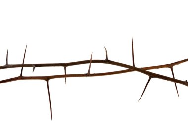Two thorny tree twigs clipart