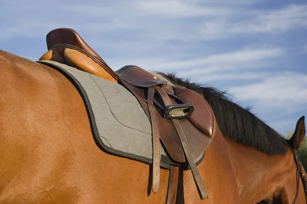Sella in stile inglese su un cavallo di baia — Foto Stock