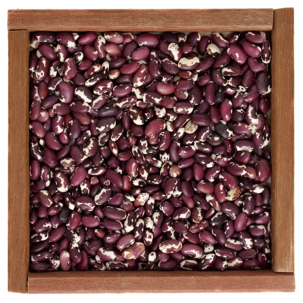 Violette und weiße Anasazi-Bohnen — Stockfoto
