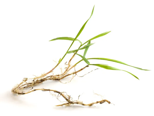 Crabgrass med rötter och nya blad — Stockfoto