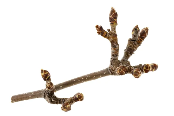 Branch of pear tree with buds — Stok fotoğraf