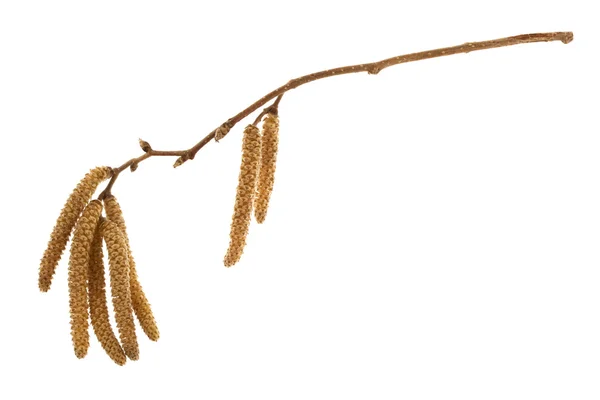 Gałązka drzewa orzechów laskowych z kwiatami — Zdjęcie stockowe
