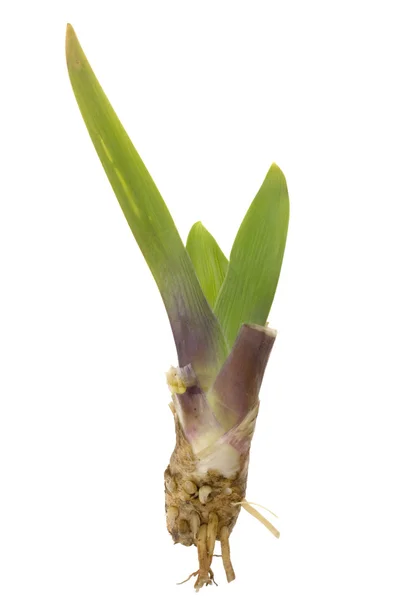 Φύλλα και τα ριζώματα του διακοσμητικά iris — Φωτογραφία Αρχείου