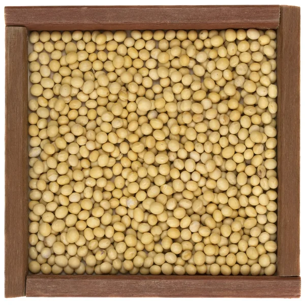 Yellow soy beans — Stock Photo, Image