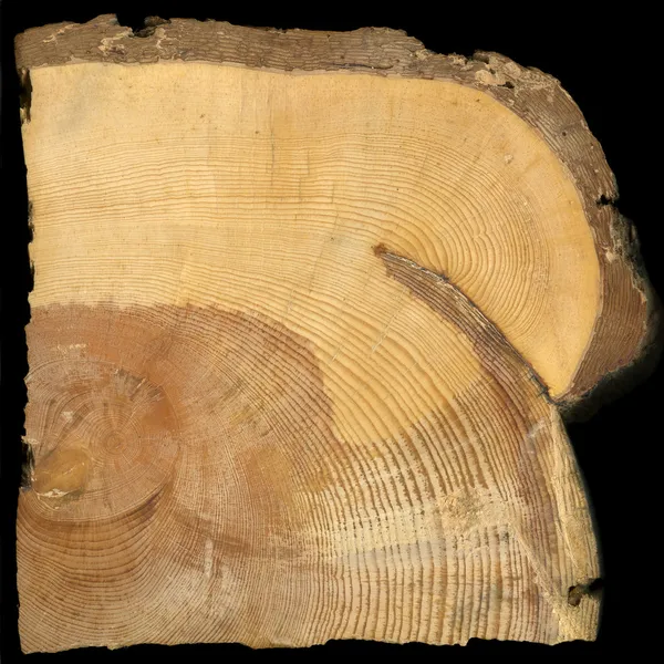 松树树的年轮生长的周围消防疤痕 — 图库照片