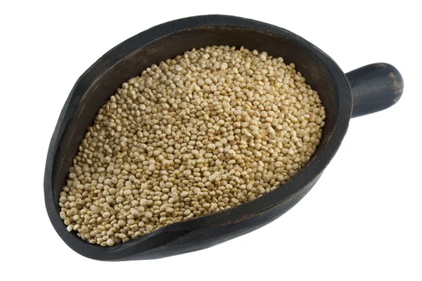 Grana di quinoa bianca — Foto Stock