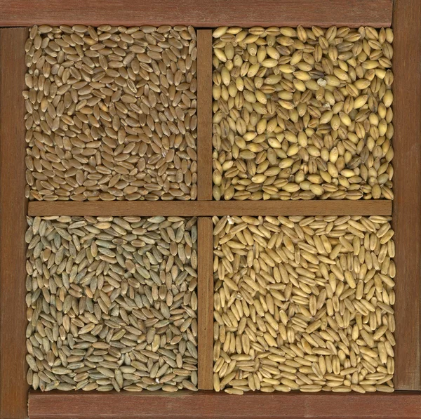 Wheat, barley, oat and rye grain — Stock Photo, Image
