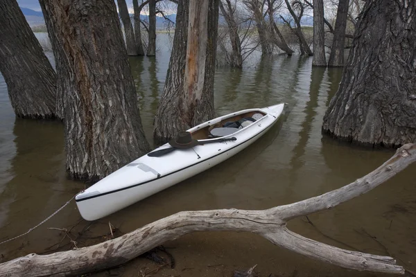Canoa en el lago con bosque sumergido — Foto de Stock