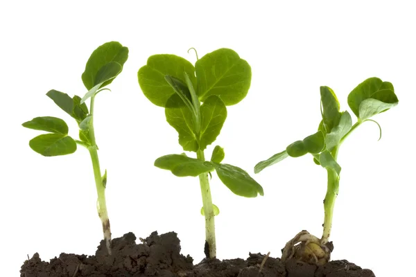 Guisante verde germinando y creciendo — Foto de Stock
