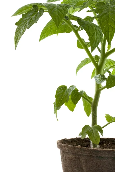 Pianta di pomodoro in tortiera biodegradabile — Foto Stock