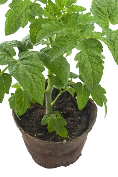 Planta de tomate en turba biodegradable —  Fotos de Stock