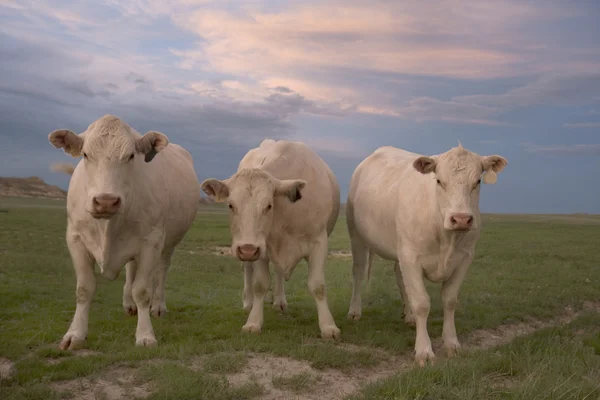 Drie nieuwsgierig witte koeien — Stockfoto