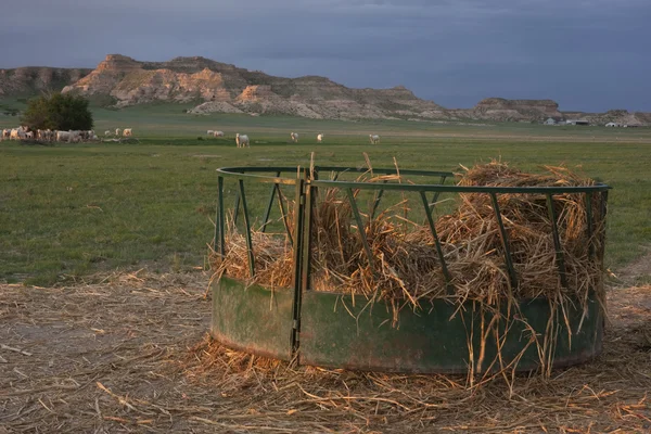Szarvasmarha etető kukorica szalmával legelő — Stock Fotó