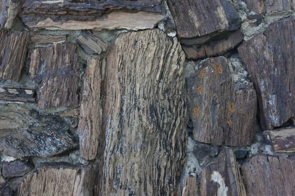 Petrified wood background — Stock Photo, Image
