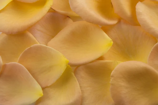 Помаранчева і жовта текстура пелюсток троянд — стокове фото
