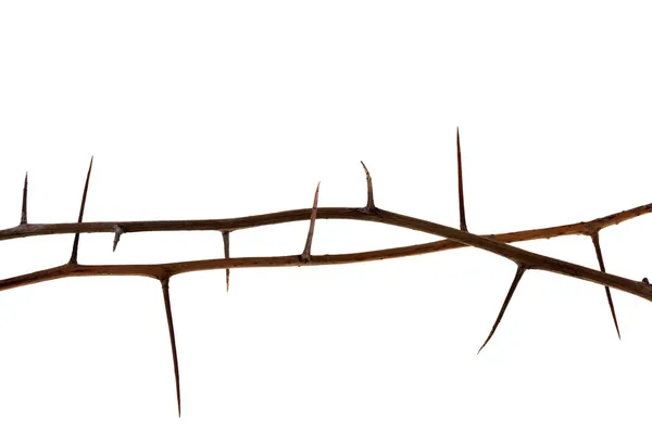 Dwie gałązki drzewa kolczaste — Zdjęcie stockowe