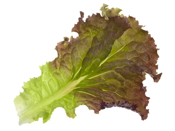 Red and green leaf of lettuce — Stock Photo, Image