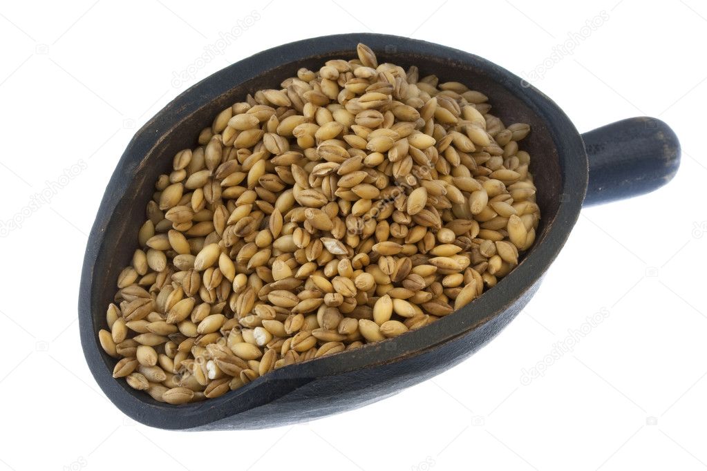 Scoop of hulled barley grain